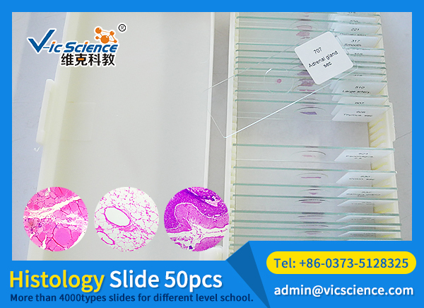 50pcs Human histology slides set