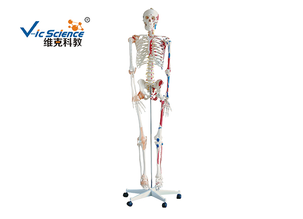 Bone model