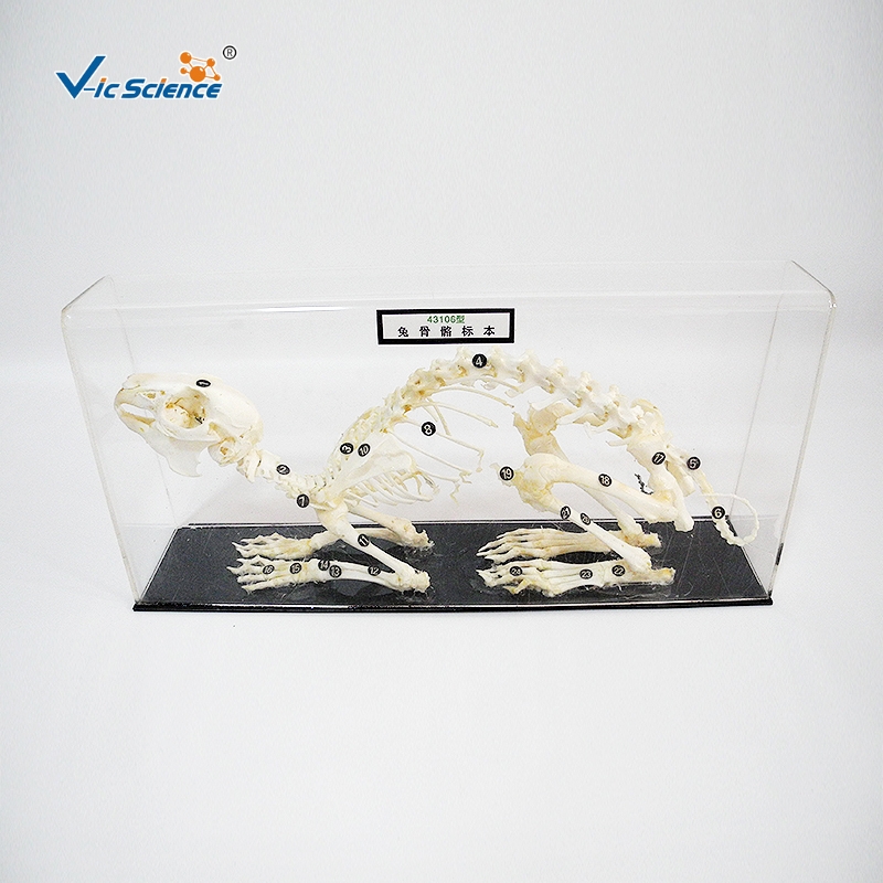 Preservation of vertebrate skeletal specimens