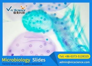 Microbiology slides